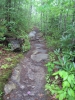 PICTURES/Endless Wall Trail - New River Gorge/t_Endless Wall Trail.jpg